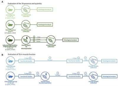 Induced degeneration and regeneration in aged muscle reduce tubular aggregates but not muscle function